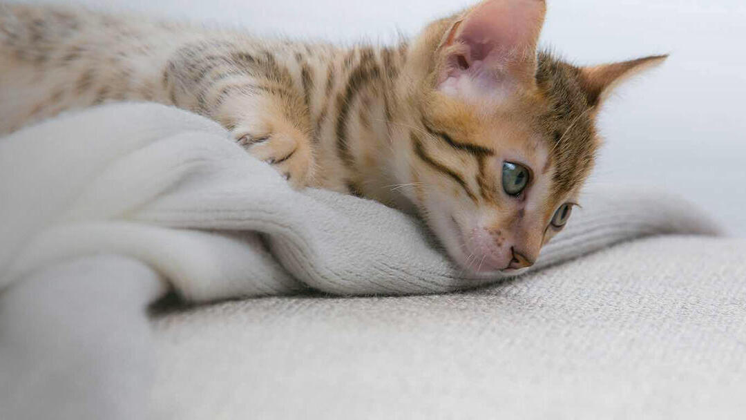 Santé du chaton Mon chaton perd ses dents Purina